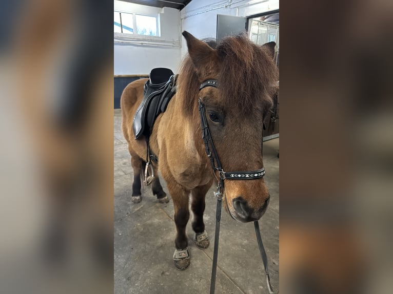 Islandpferd Wallach 18 Jahre 147 cm Falbe in Much