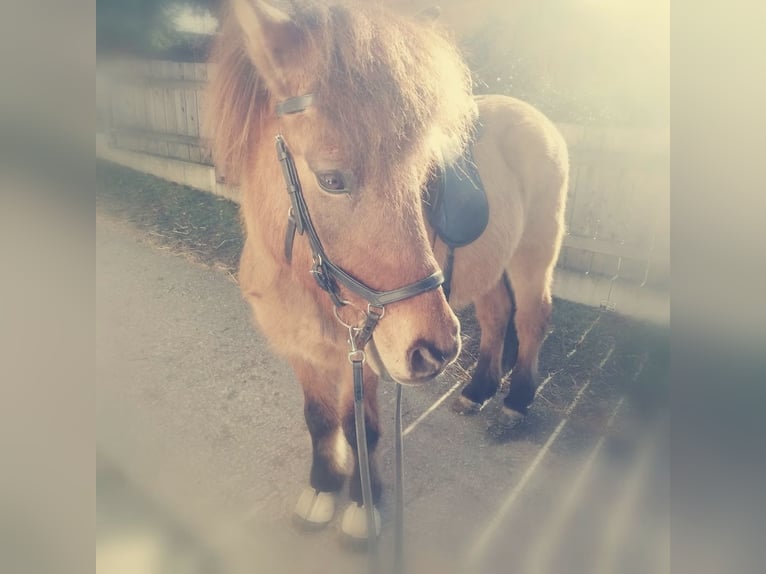 Islandpferd Wallach 18 Jahre 147 cm Falbe in Much