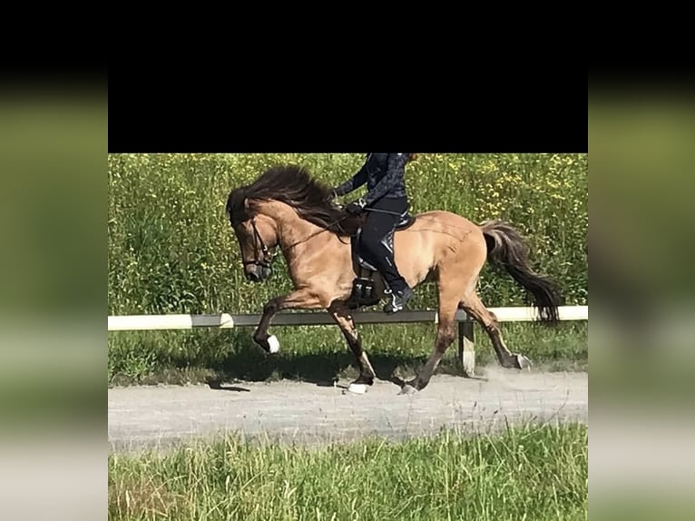 Islandpferd Wallach 18 Jahre 147 cm Falbe in Much