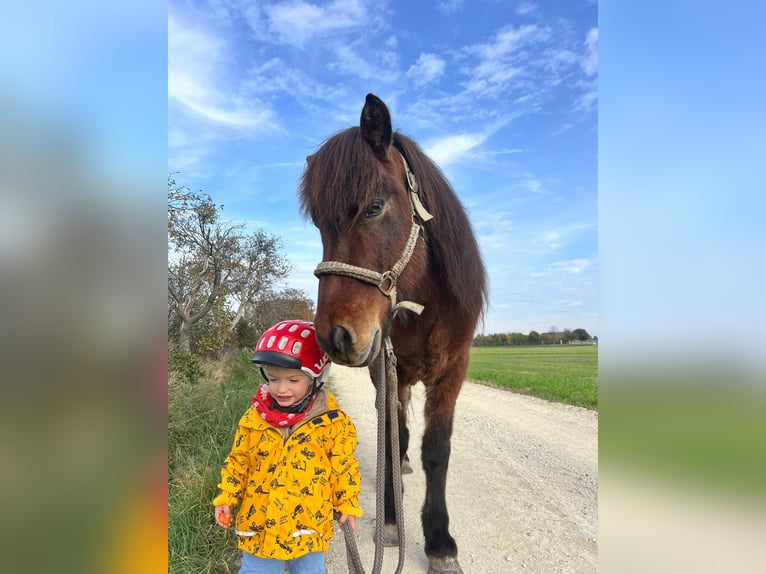 Islandpferd Wallach 18 Jahre 148 cm Dunkelbrauner in Gerasdorf am Steinfeld