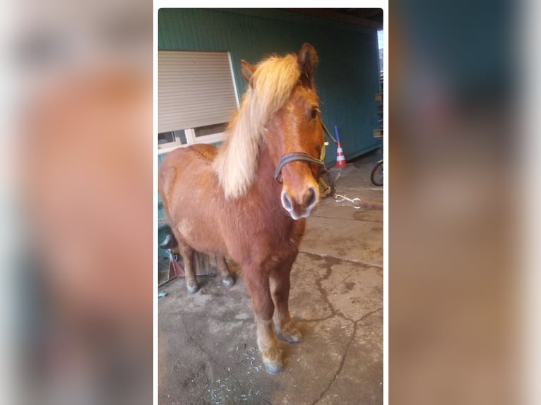 Islandpferd Wallach 19 Jahre 130 cm Fuchs in Ratekau