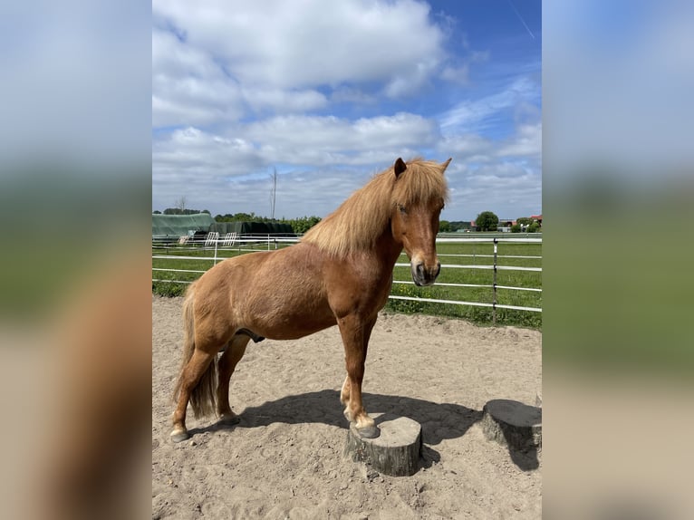 Islandpferd Wallach 19 Jahre 130 cm Fuchs in Ratekau