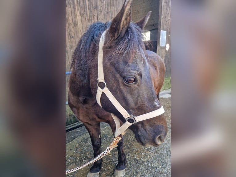Islandpferd Mix Wallach 19 Jahre 137 cm Rappe in Köln
