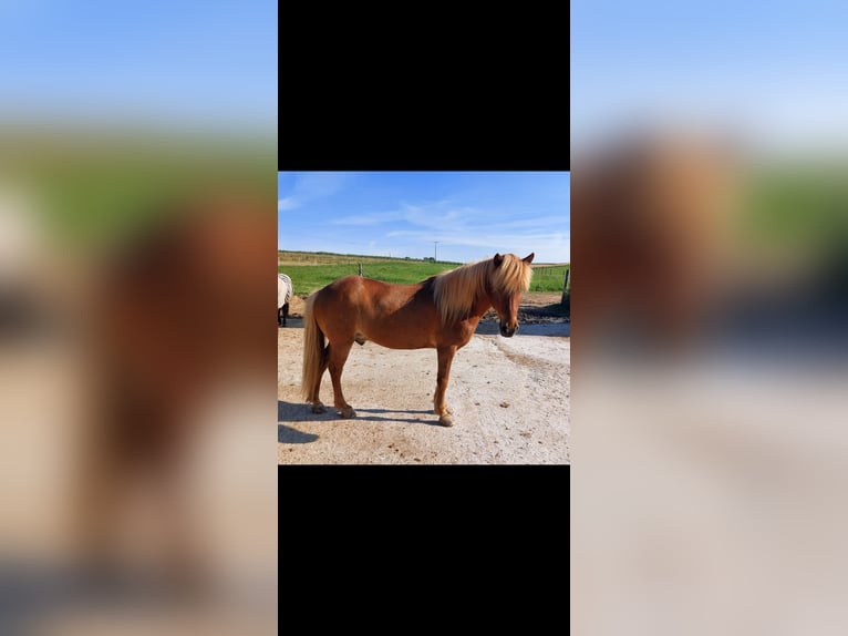 Islandpferd Wallach 19 Jahre 138 cm Fuchs in Waiblingen Bittenfeld