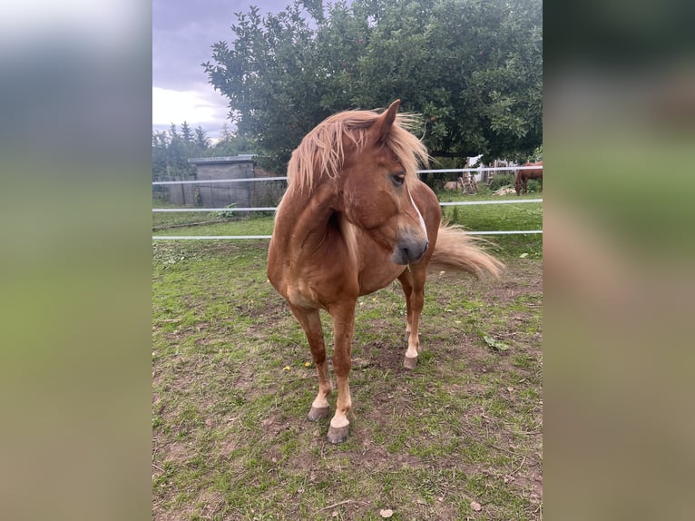 Islandpferd Wallach 19 Jahre 140 cm Fuchs in Bad Sobernheim