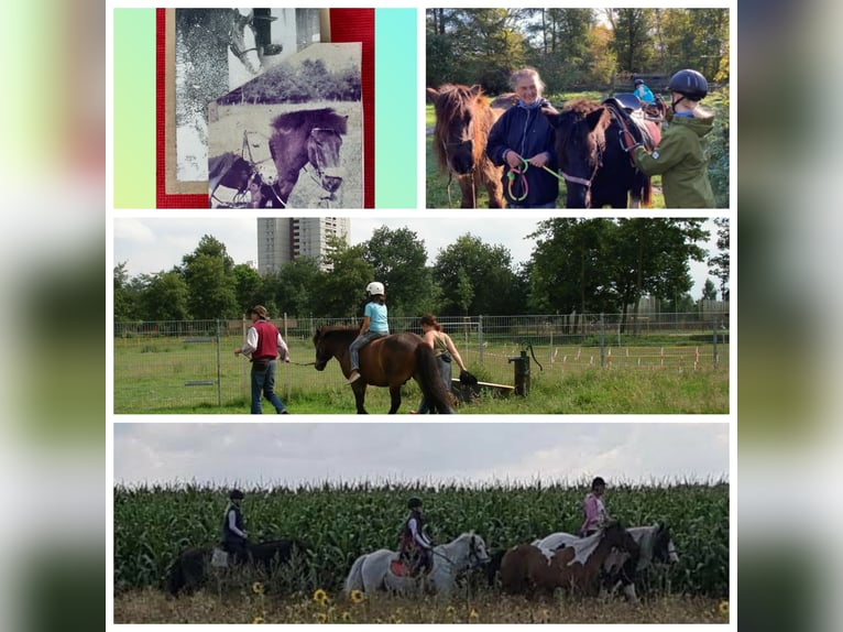 Islandpferd Wallach 19 Jahre 142 cm Rappe in Oyten