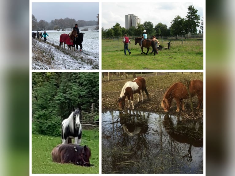 Islandpferd Wallach 19 Jahre 142 cm Rappe in Oyten