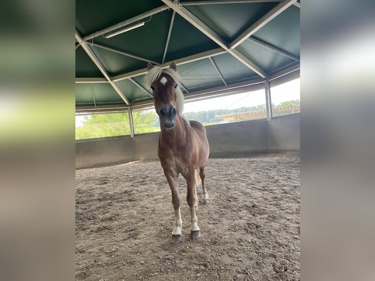 Islandpferd Wallach 19 Jahre 145 cm Fuchs in Gondelsheim