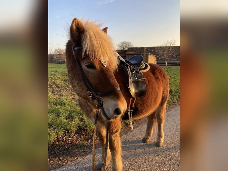 Islandpferd Wallach 19 Jahre 145 cm Fuchs in Gondelsheim