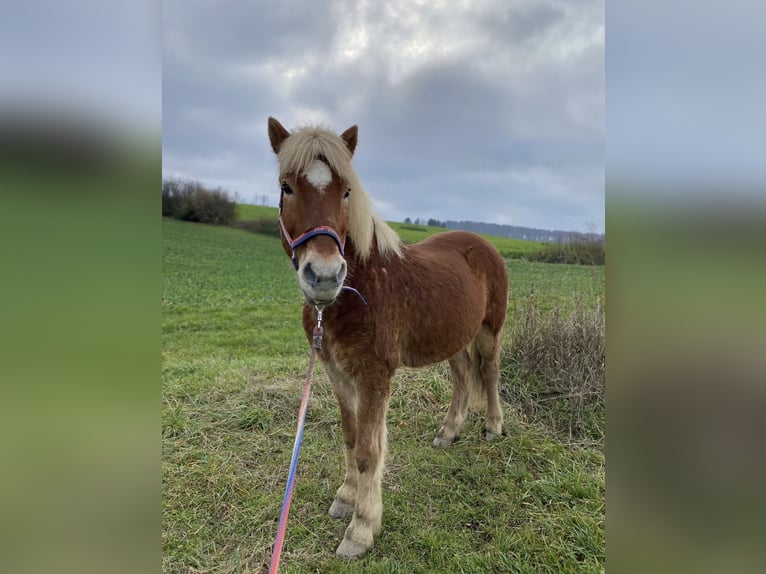 Islandpferd Wallach 19 Jahre 145 cm Fuchs in Gondelsheim