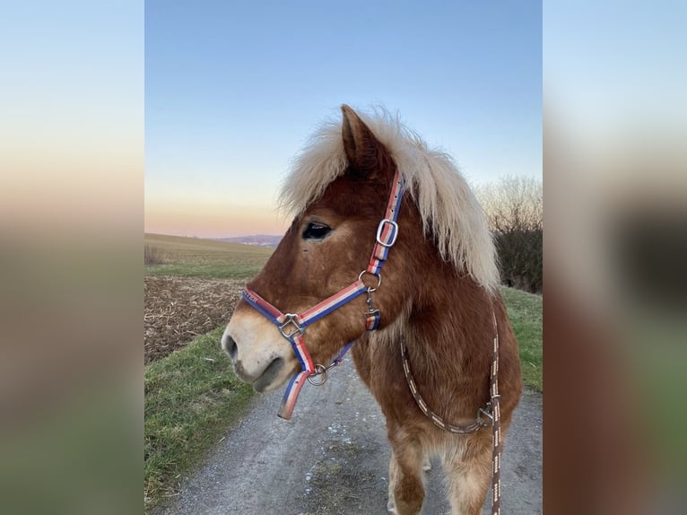 Islandpferd Wallach 19 Jahre 145 cm Fuchs in Gondelsheim