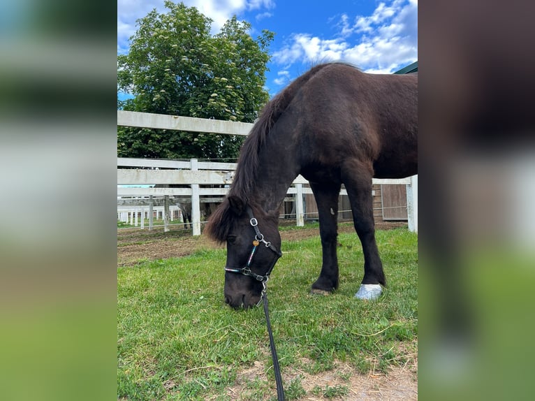 Islandpferd Wallach 19 Jahre 145 cm Rappe in Kettlasbrunn