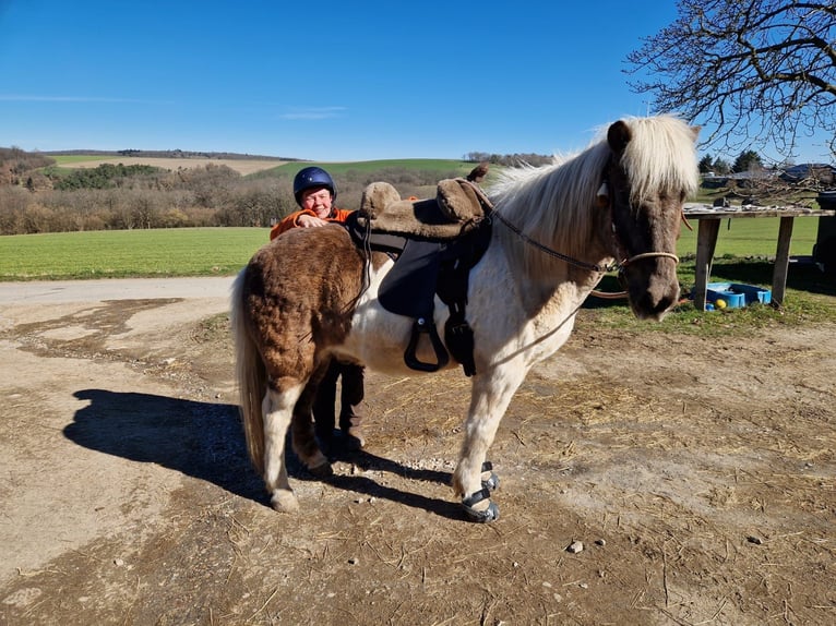 Islandpferd Wallach 19 Jahre 145 cm Schecke in Kaifenheim