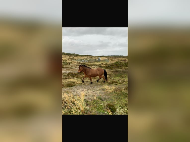 Islandpferd Wallach 19 Jahre 146 cm Brauner in Henne