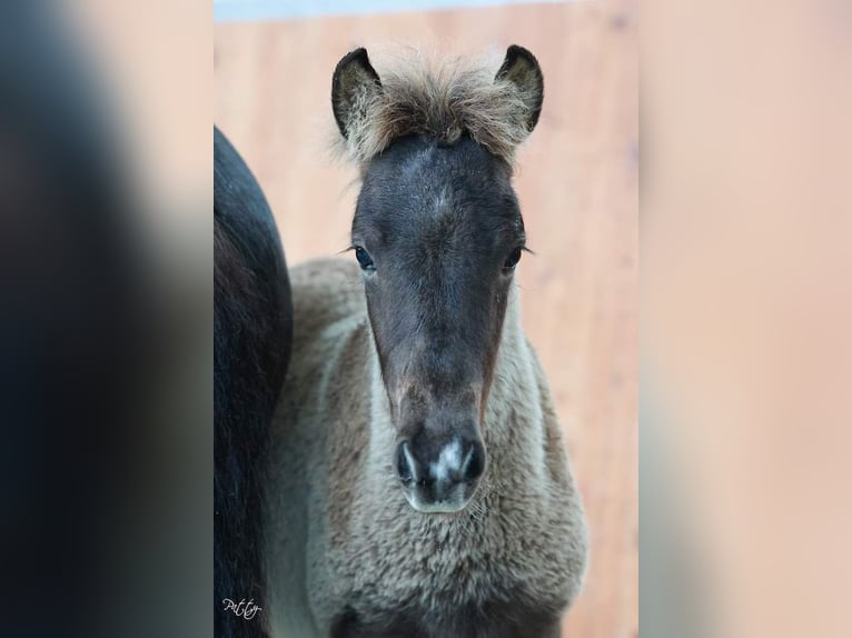 Islandpferd Wallach 1 Jahr 145 cm in Mildam