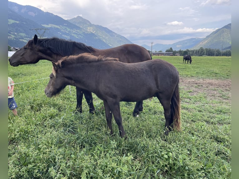 Islandpferd Wallach 1 Jahr Brauner in Greifenburg