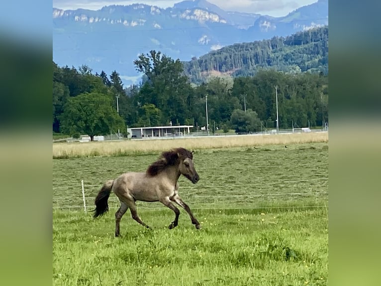 Islandpferd Wallach 1 Jahr Falbe in Gaißau