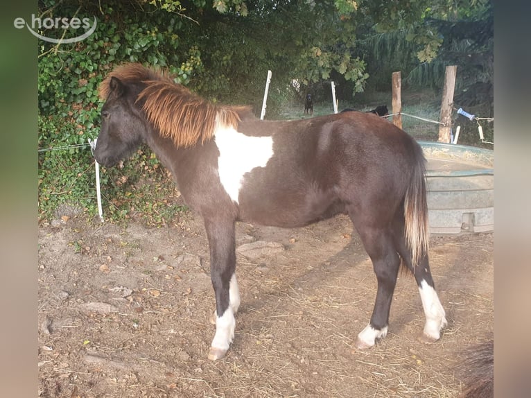 Islandpferd Wallach 1 Jahr  in Saint-Marien