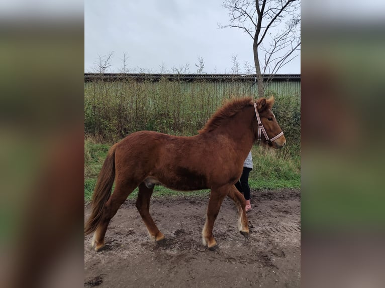Islandpferd Wallach 1 Jahr Fuchs in Neustrelitz