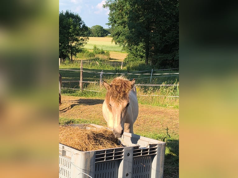 Islandpferd Wallach 1 Jahr Schecke in Seevetal