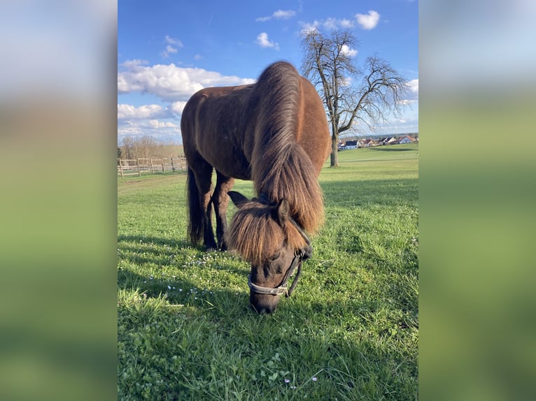 Islandpferd Wallach 20 Jahre 136 cm Rappe in Waiblingen