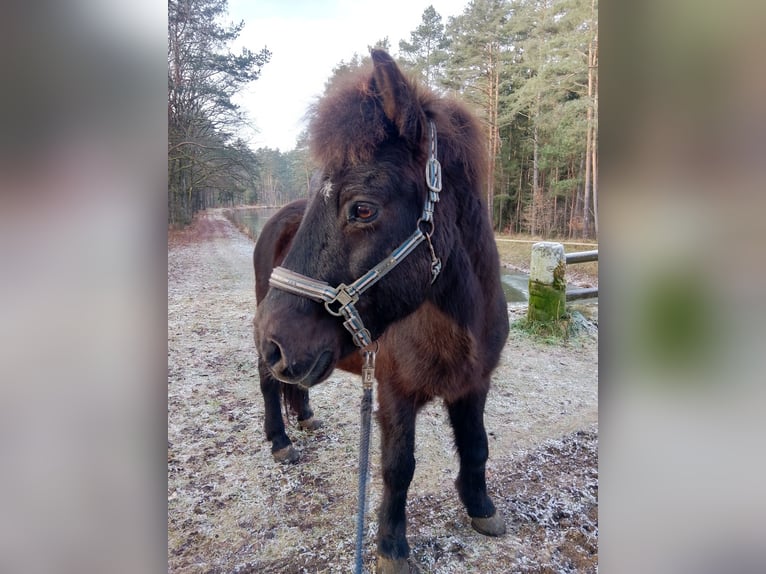 Islandpferd Wallach 20 Jahre 138 cm Rappe in Schwarzenbruck