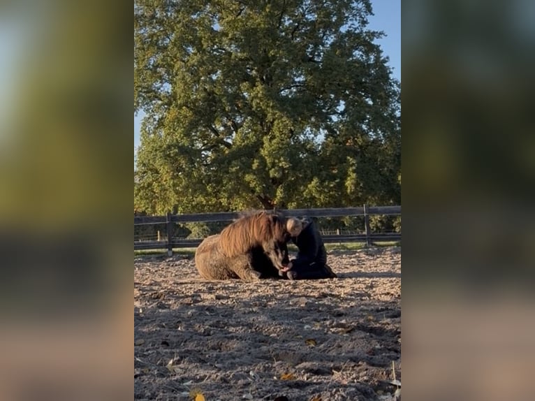 Islandpferd Wallach 20 Jahre 140 cm Rappe in Isernhagen