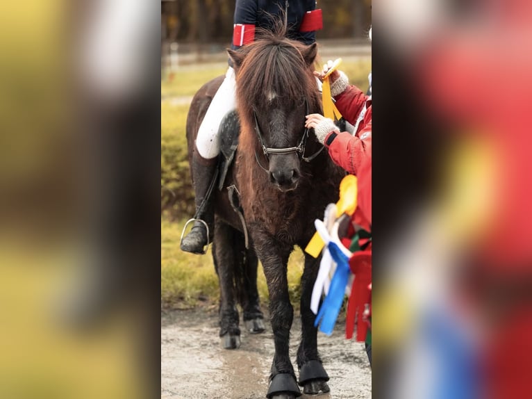 Islandpferd Wallach 20 Jahre 140 cm Rappe in Isernhagen