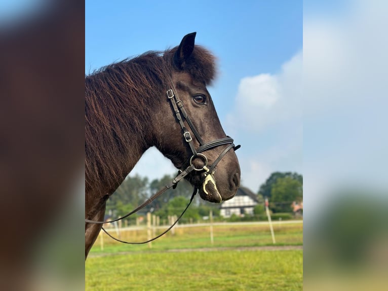 Islandpferd Wallach 20 Jahre 142 cm Falbe in Kayhude