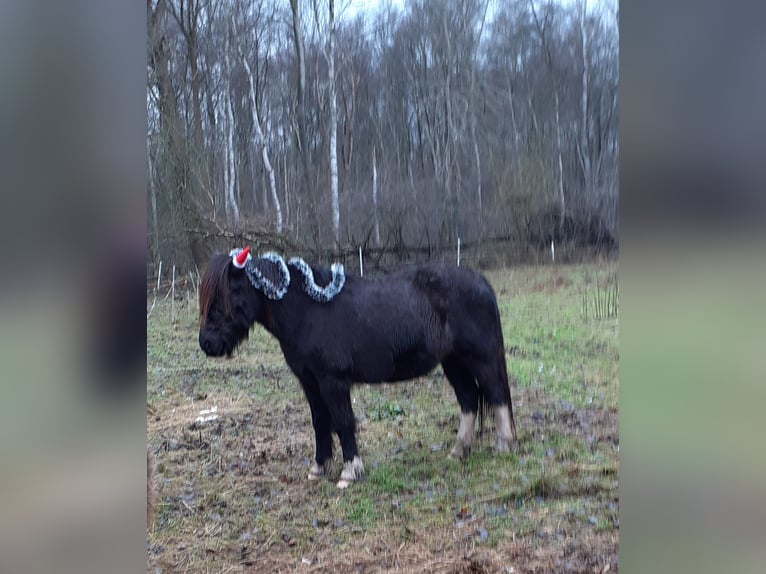 Islandpferd Wallach 20 Jahre 142 cm Rappe in Oyten