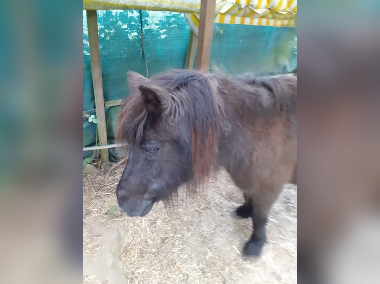 Islandpferd Wallach 20 Jahre 145 cm Rappe in Oyten-Sagehorn