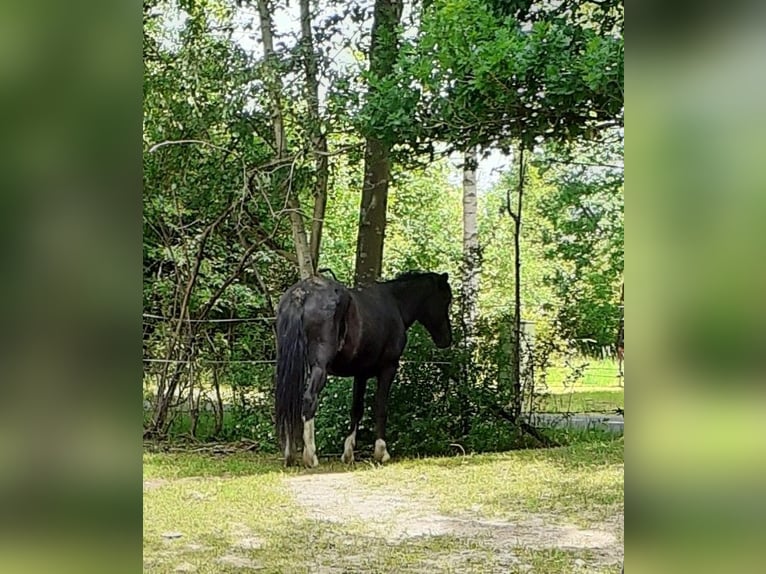 Islandpferd Wallach 20 Jahre 145 cm Rappe in Oyten-Sagehorn