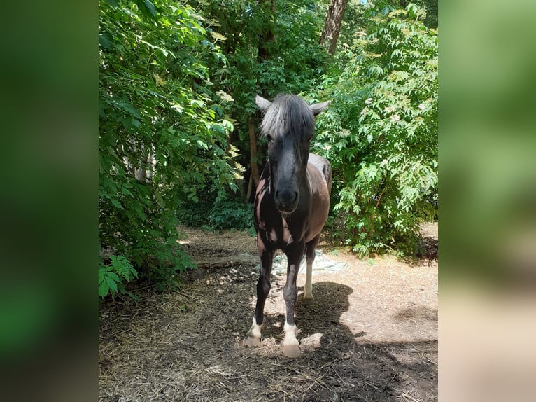 Islandpferd Wallach 20 Jahre 145 cm Rappe in Oyten-Sagehorn