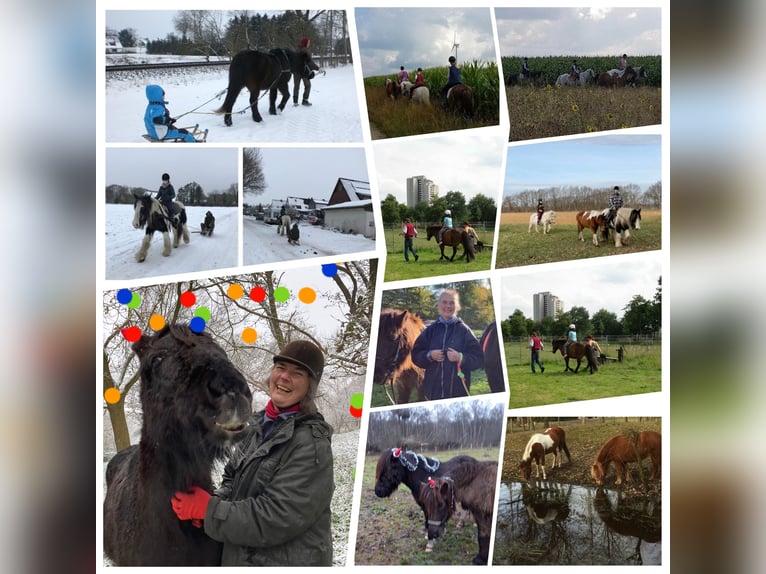 Islandpferd Wallach 20 Jahre 145 cm Rappe in Oyten-Sagehorn