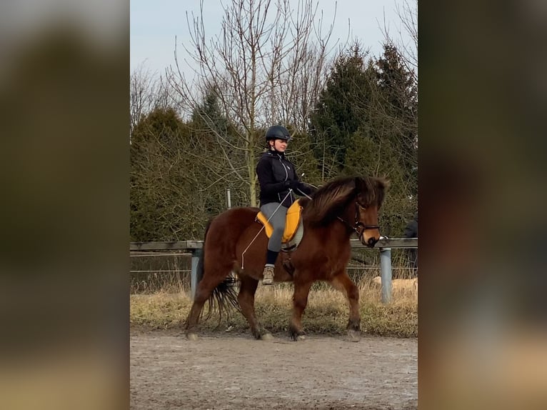 Islandpferd Wallach 21 Jahre 136 cm Rotbrauner in Hagen