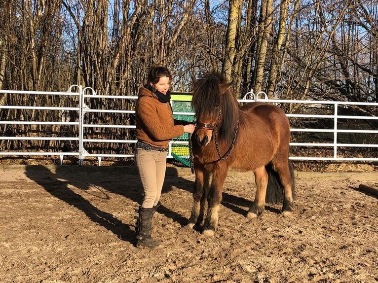 Islandpferd Wallach 21 Jahre 140 cm Fuchs in We&#xDF;ling