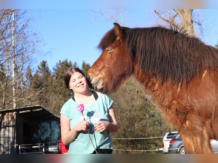 Islandpferd Wallach 21 Jahre 140 cm Fuchs in We&#xDF;ling