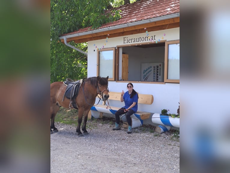 Islandpferd Wallach 21 Jahre 140 cm Fuchs in We&#xDF;ling