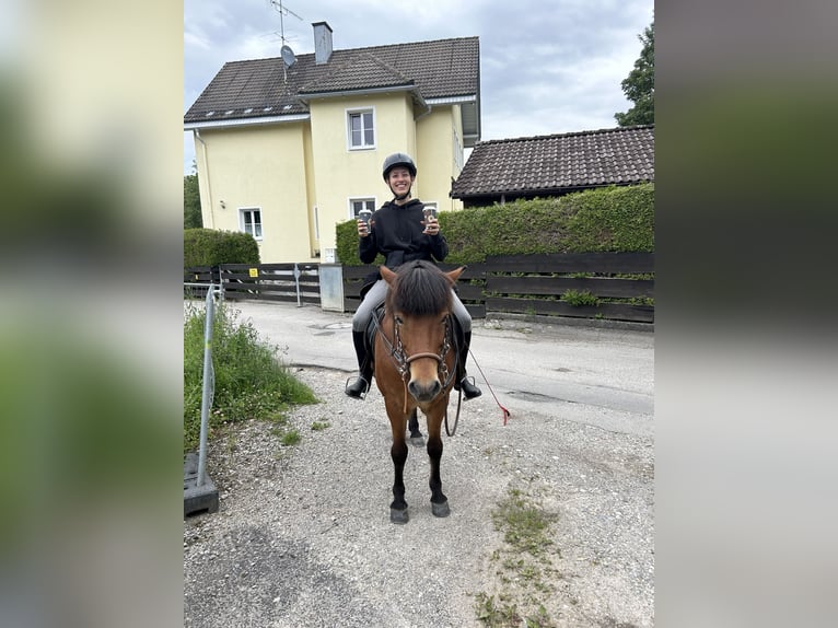 Islandpferd Wallach 21 Jahre 140 cm Fuchs in We&#xDF;ling