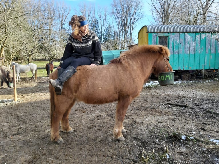 Islandpferd Wallach 21 Jahre 140 cm Fuchs in We&#xDF;ling
