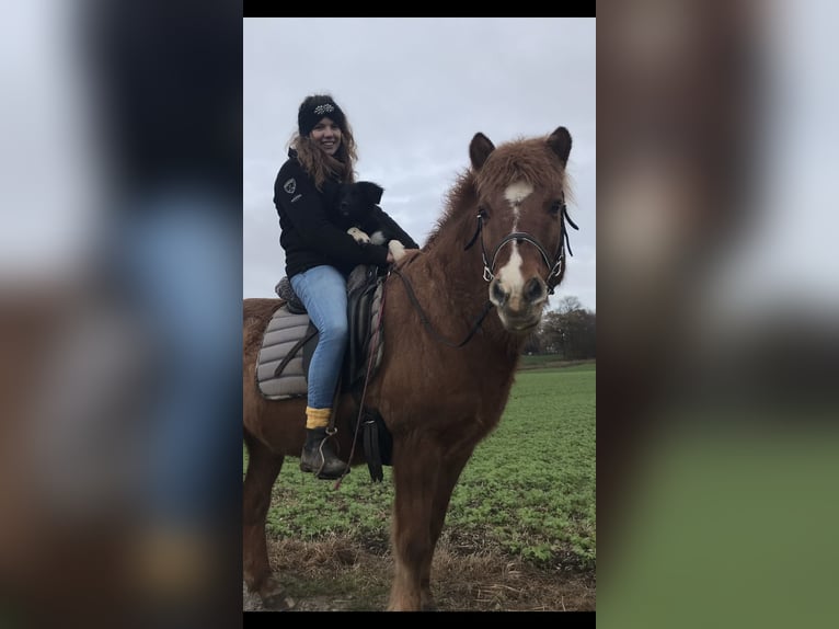 Islandpferd Wallach 21 Jahre 140 cm Fuchs in We&#xDF;ling