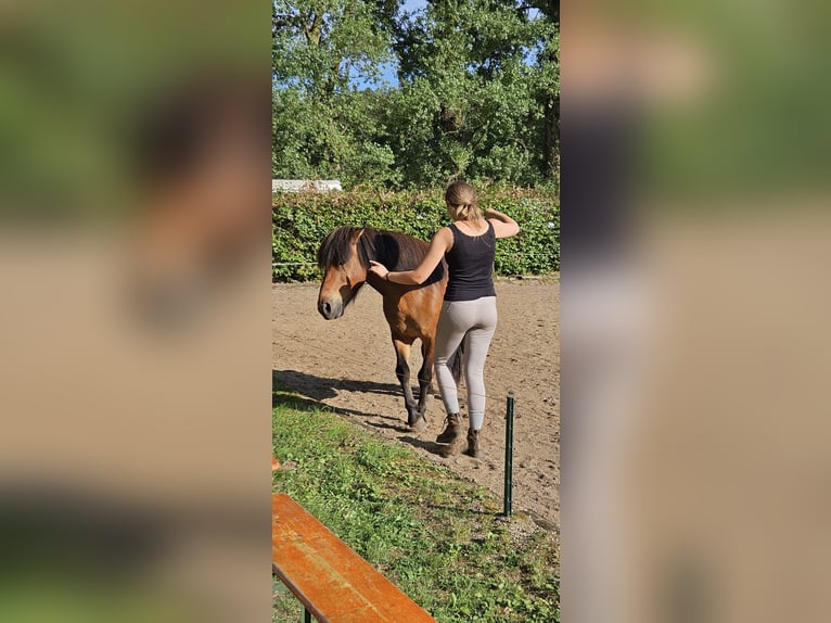 Islandpferd Wallach 21 Jahre 140 cm Fuchs in We&#xDF;ling