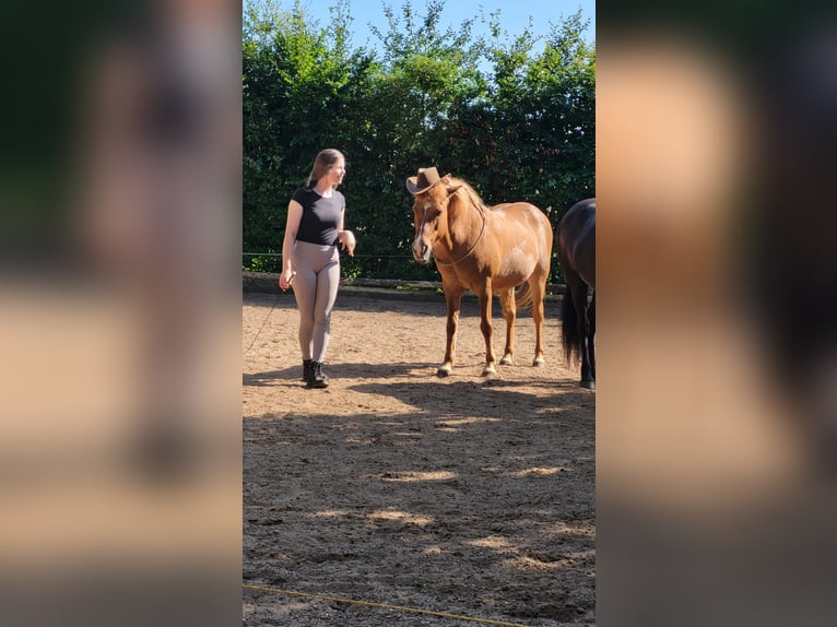 Islandpferd Wallach 21 Jahre 140 cm Fuchs in We&#xDF;ling