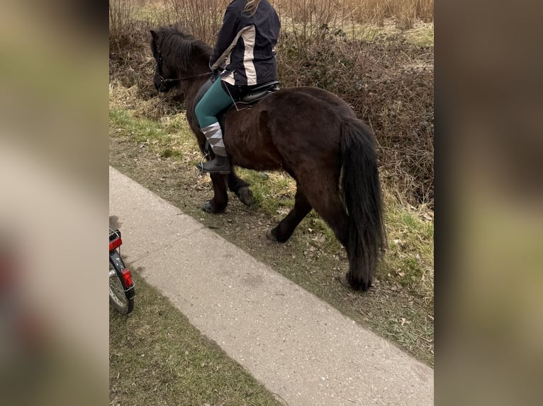Islandpferd Wallach 22 Jahre 135 cm Rappe in Tornesch