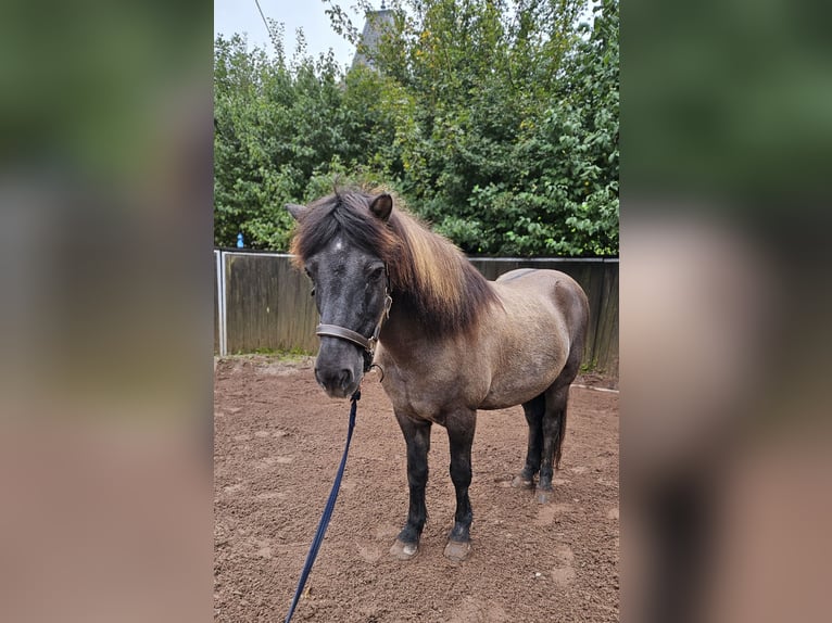 Islandpferd Wallach 22 Jahre 137 cm Falbe in Havixbeck