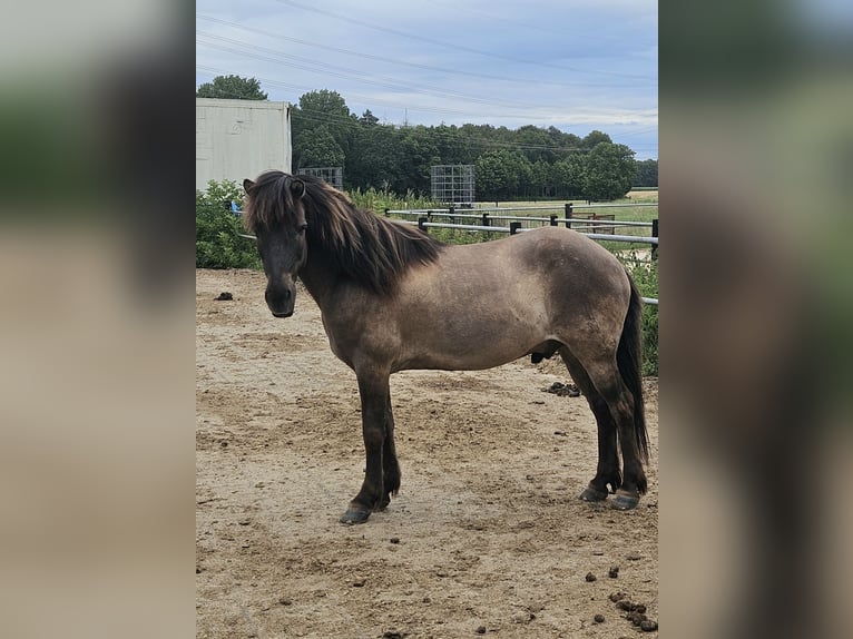 Islandpferd Wallach 22 Jahre 137 cm Falbe in Havixbeck
