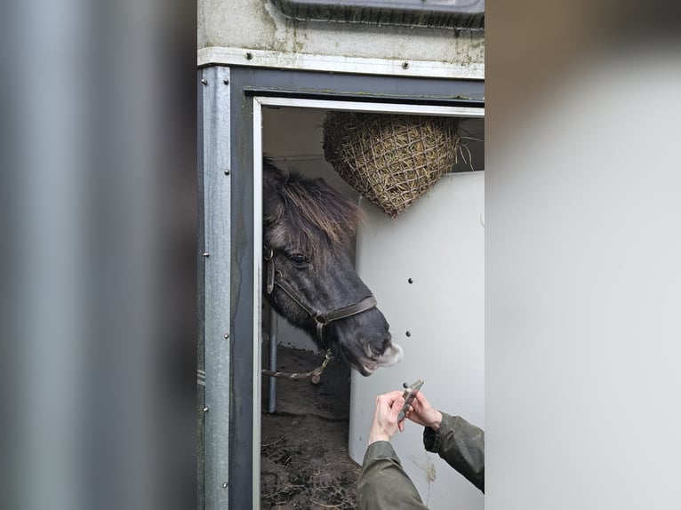 Islandpferd Wallach 22 Jahre 137 cm Falbe in Havixbeck