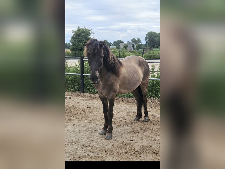 Islandpferd Wallach 22 Jahre 137 cm Falbe in Havixbeck