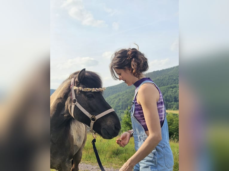 Islandpferd Wallach 22 Jahre 137 cm Falbe in Havixbeck