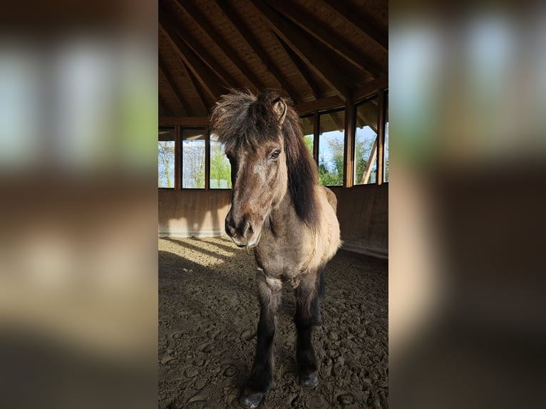 Islandpferd Wallach 22 Jahre 137 cm Falbe in Havixbeck